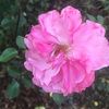 ollieb27